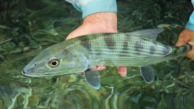If you want to catch bonefish in big numbers, Belize has what you’re looking for. 