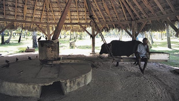 If you ride from the main part of town to Anse Source D'Argent Beach, you'll pass a park where the locals still use oxen power to grind coconuts out of their shells.