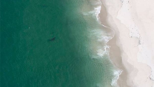 Shark photo by George Breen/Cape Cod Shark Hunters