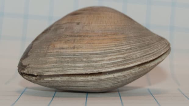clam-by-johnvturner_575x305.jpg promo image