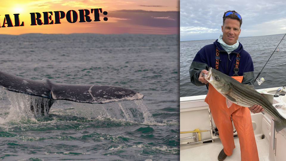 Special Report: A Whale of a Problem for Boaters