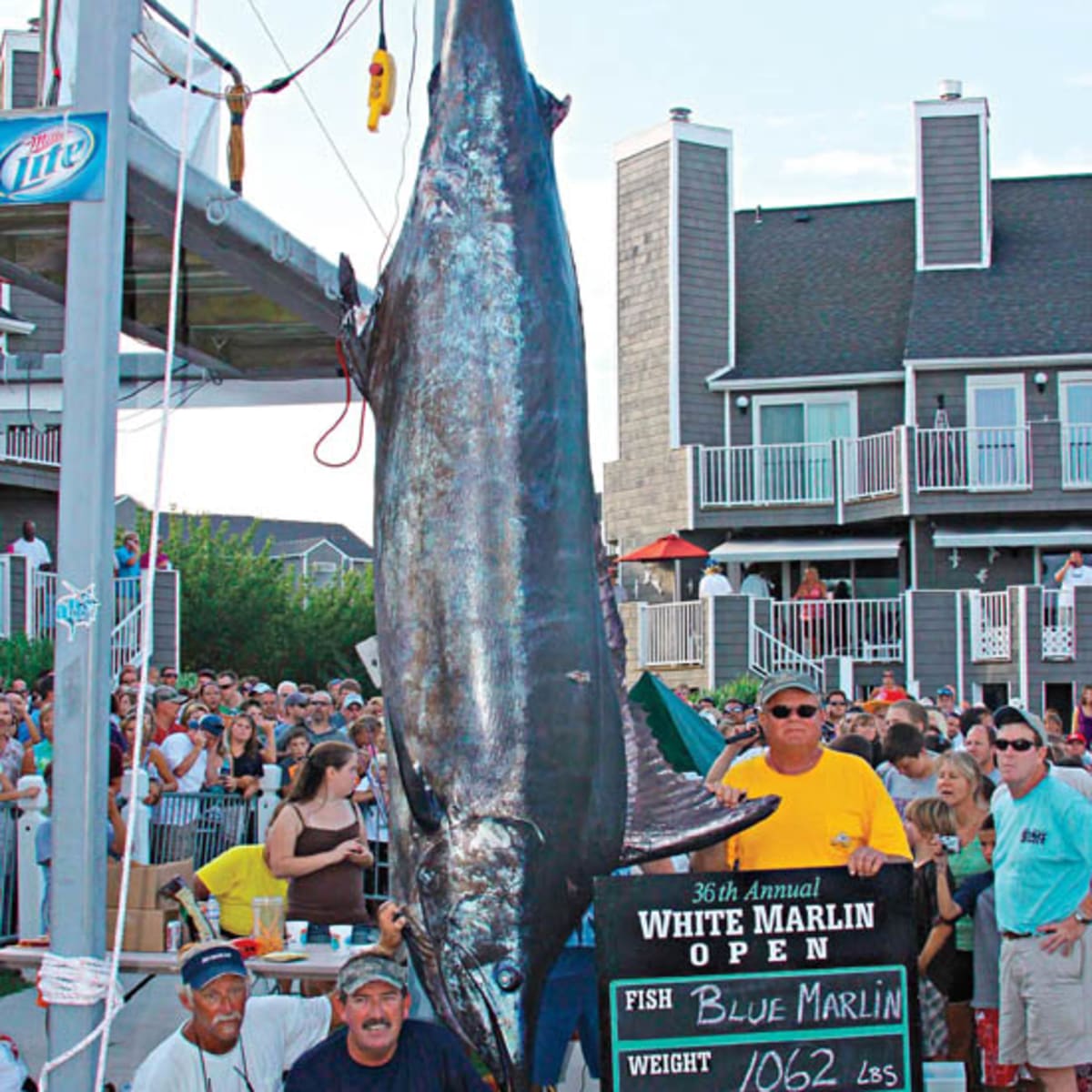 Marlin Shark Tuna Billfish Big Game Sea Fishing Line Shimano Tiagra Trolling