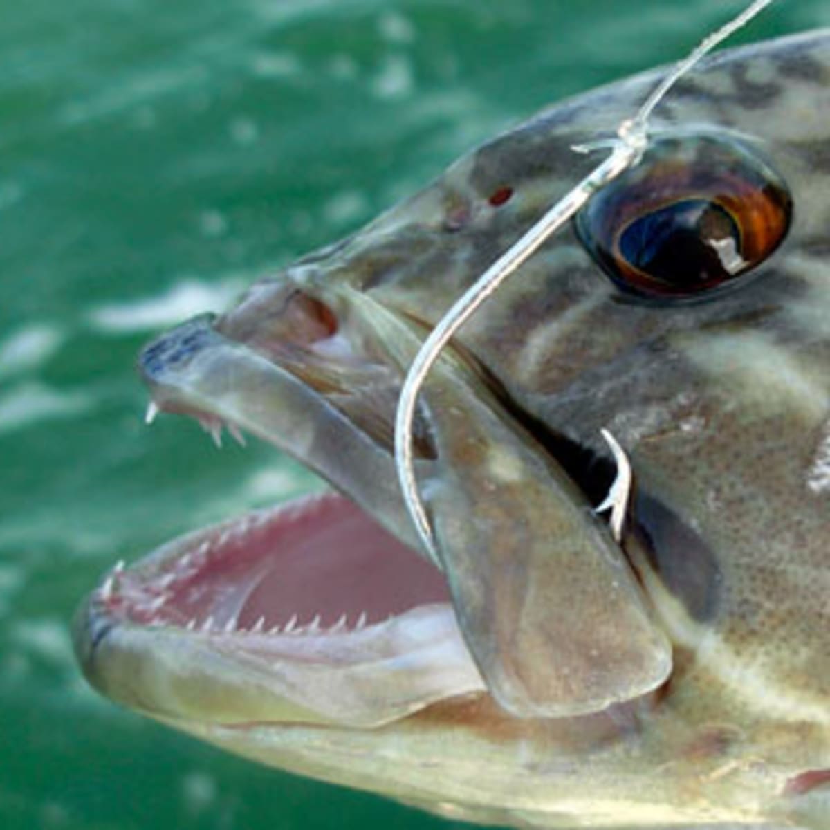 Catch and Release Fishing - Power & Motoryacht