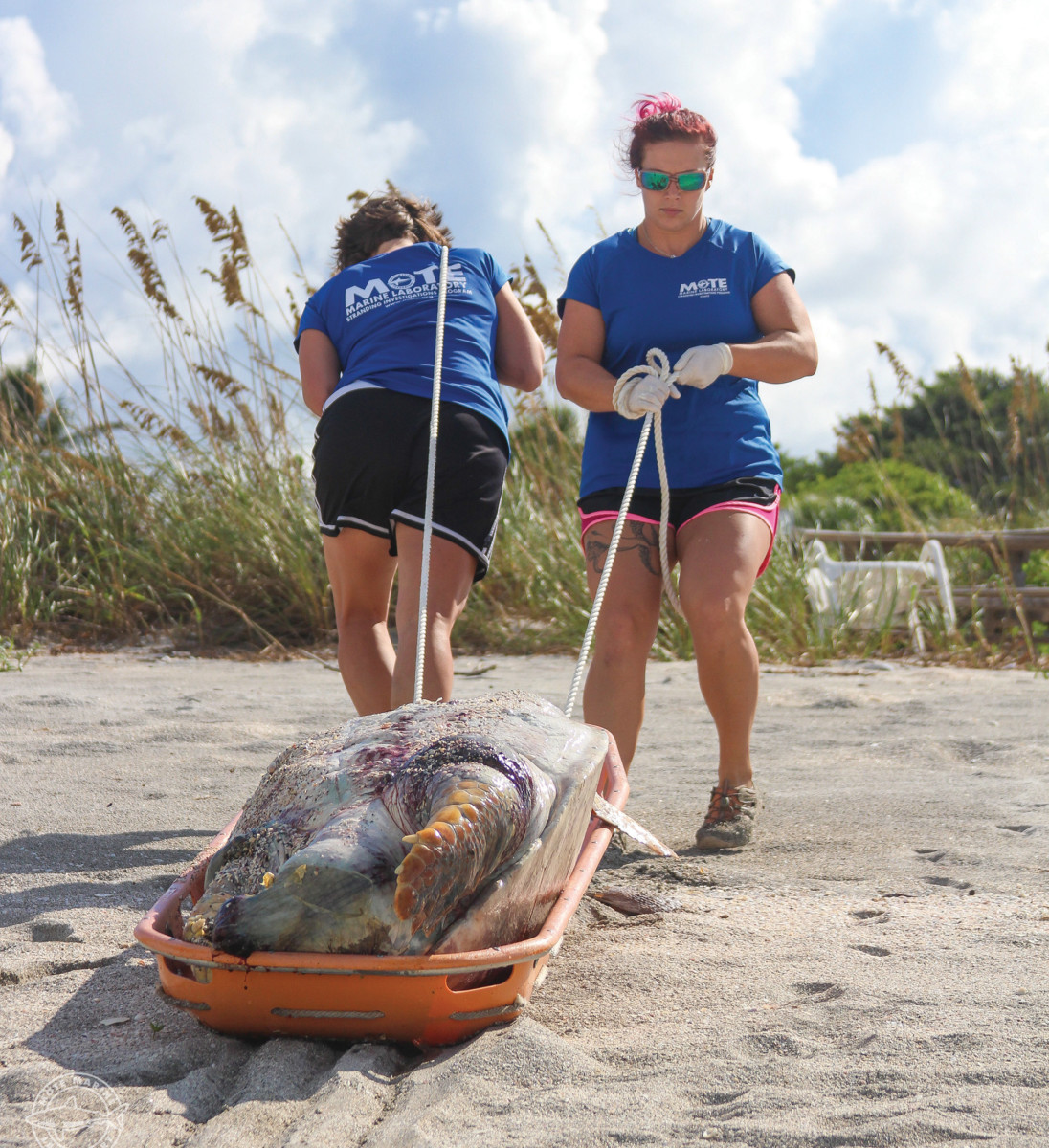 Logger­head turtles like this one have suffered from the overlap in red tide season and nesting season, which are usually opposite.