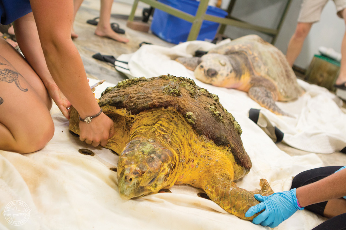 Mote Marine Laboratory and CROW rehabilitate sea turtles affected by red tide, like these loggerheads.