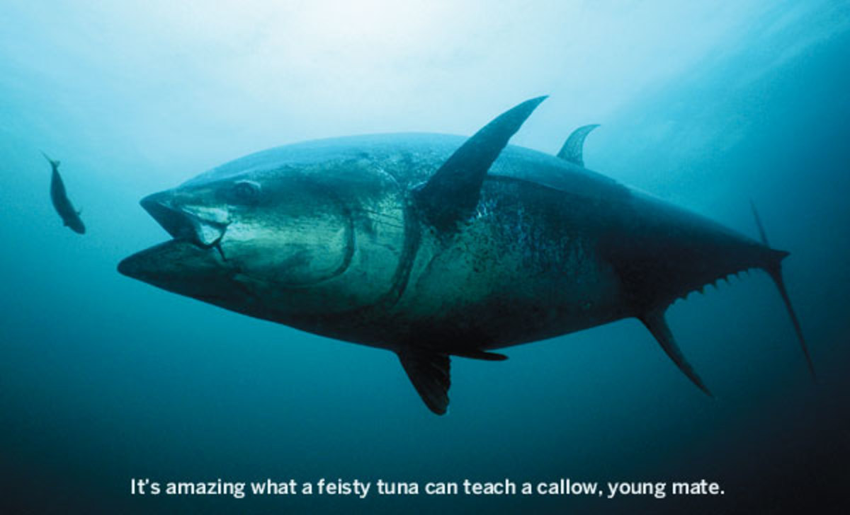 Bluefin tuna