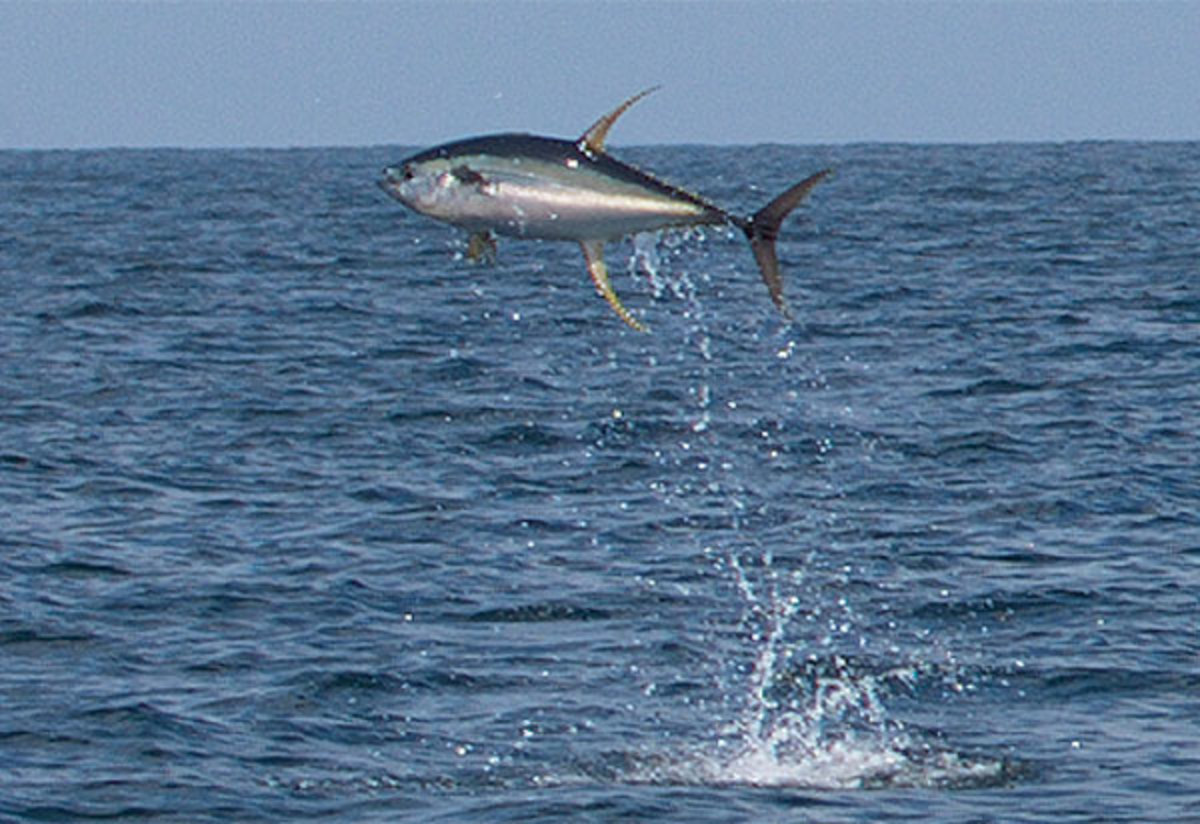 Tuna jumping out of water