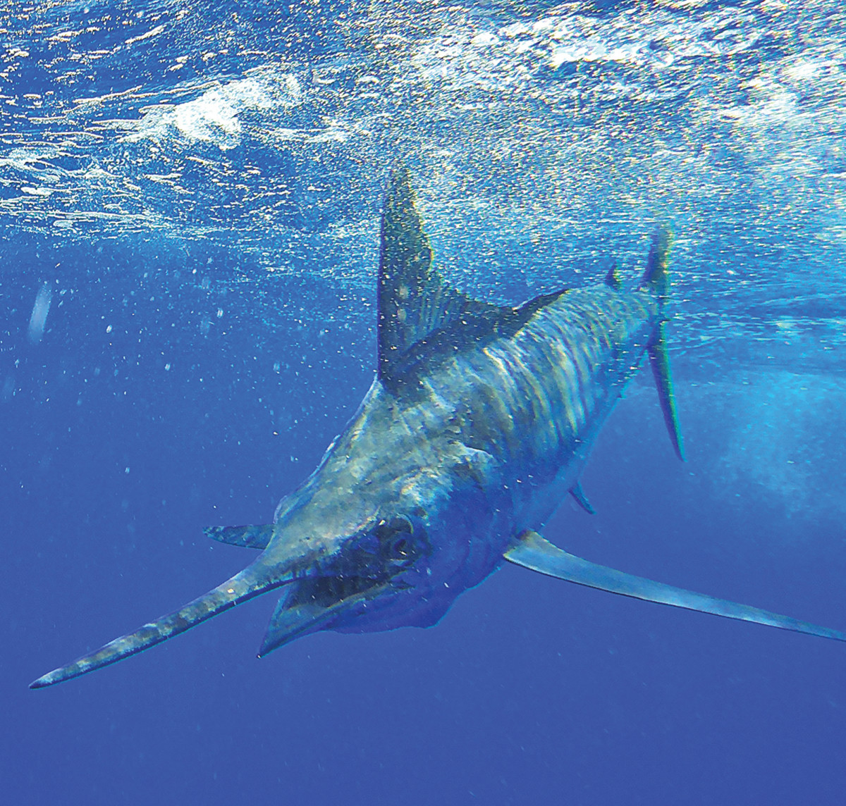 Clear water and a blue marlin makes for a colorful combination.