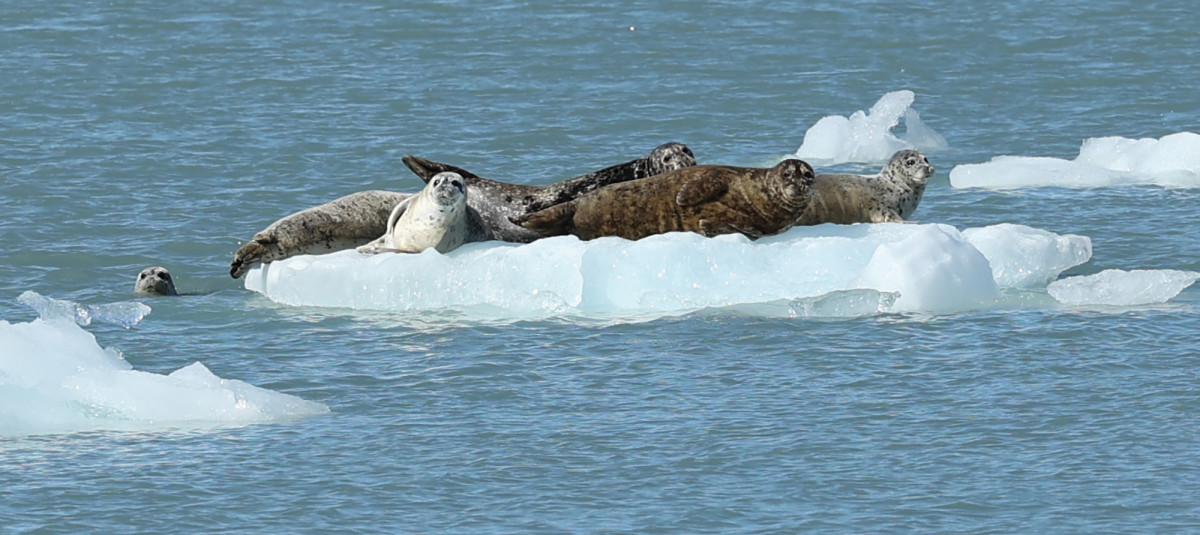 Harbor seals congregate on glacier ice to pup.